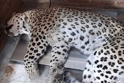 لاشه یک پلنگ دیگر در جویبار کشف شد+عکس