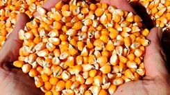 حمله حشرات به کالاهای اساسی وارد شده با ارز ترجیحی