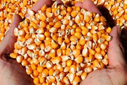 حمله حشرات به کالاهای اساسی وارد شده با ارز ترجیحی