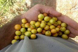 میوه‌ پرخاصیت‌ ایرانی غنی‌تر از سیب و ویتامین‌ سی‌ بالاتر از پرتقال!‌+عکس