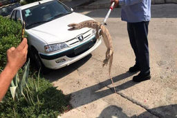 کشف مارمولک عظیم الجثه در خیابان های تهران + عکس