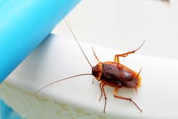 روش‌هایی برای کشتن سوسک!