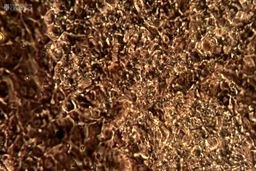 درمان کرونا با این دارو+ جزئیات