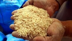 افزایش عجیب و غریب قیمت برنج/ماجرا چیست؟