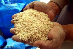 برنج دولتی ۱۲۵۰۰ تومانی را از کجا بخریم؟