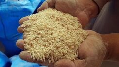 افزایش عجیب و غریب قیمت برنج/ماجرا چیست؟