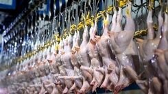 قیمت مرغ تا ۱۰ روز آینده کاهش می یابد