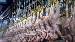 دستور فوری قضایی برای تنظیم قیمت مرغ+ جزئیات