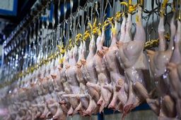 مرغ و تخم مرغ در بازار چند؟