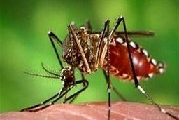 مشاهده پشه خطرناک در بندر انزلی و رشت | انتقال تب وحشتناک استخوان شکن از طریق این پشه !