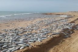 اتفاق باورنکردنی در ساحل چابهار بعد از طوفان حاره‌ای شاهین +عکس