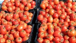 دلیل افزایش قیمت ناگهانی گوجه فرنگی و پیاز چیست ؟