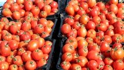 دلیل افزایش قیمت ناگهانی گوجه فرنگی و پیاز چیست ؟