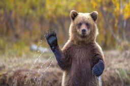 تصادف وحشتناک خرس قهوه ای با خودرو سواری ! 
