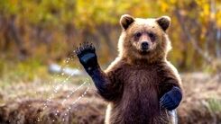 تصادف وحشتناک خرس قهوه ای با خودرو سواری ! 