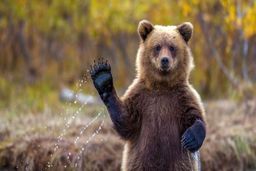 حمله خرس قهوه‌ای  گرسنه به چادر عشایر | در ییلاق قوتورسویی اتفاق افتاد