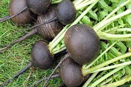 از فواید ترب سیاه چه می‌دانید؟