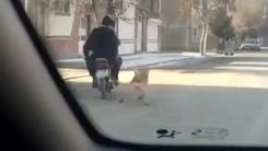 سگ آزاری وحشتناک در صوفیان + فیلم 16+